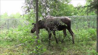 Alaska Moose attacks Moose vs Girl Who is going to win [upl. by Alekin343]