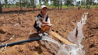 AgricultureStarting a PLANTAIN banana project in HOT climate under IRRIGATIONdisinfecting manure [upl. by Toms]