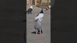 Beautiful pigeon pigeon pigeonsetup kabutar pigeonsbreedingsetup kabootar pigeonbreeding [upl. by Maiah]