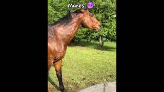 Mares vs Geldings equestrainhorsefypシ゚viral [upl. by Airym946]