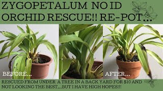 Zygopetalum rescue A FB Marketplace 10 no ID orchid find in need of diagnosis repotting amp love [upl. by Esinal]