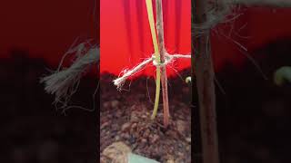 Seed Germination Update After 12days Part 2 seeds shorts viralshort [upl. by Eneli]