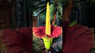 Corpse Flower Time Lapse  shorts motivation corpseflower biggest flowers blooming [upl. by Snoddy999]