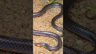 🐍●³◇² Pinkheaded Reed Snake Whiteheaded Reed Snake Calamaria schlegeli [upl. by Celle]