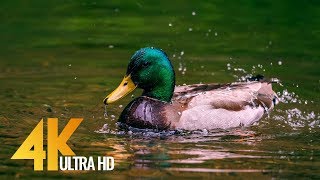 Geese and Ducks on Water Short 4K Film  Nisqually National Wildlife Refuge Washington [upl. by Demb20]