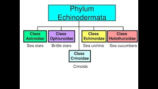 Phylum Echinodermata Part 02 I Classification I ANIMAL KINGDOM Lecture 24 I NEET BIO [upl. by Supen]