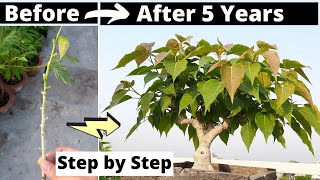 How to make a Ficus Rumphii Bonsai Step by Step Easily free [upl. by Vasya930]