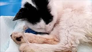 Pyrethrinpyrethroid poisoning in cat [upl. by Ainsley855]