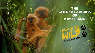 GOLDEN LANGURS OF KAKOIJANA  WAY TO THE WILD WITH MAYURESH HENDRE [upl. by Olds602]