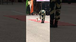 BSF Dog 🐕 Ki Amazing Drill shortsvideo army bsf parade dog dogshorts [upl. by Yttisahc]