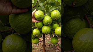 Successfully Growing Guava Trees from Cuttings Tips amp Tricks garden guavacuttings growguavatree [upl. by Arrehs]