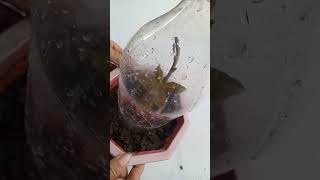 how to propagate bougainvillea cuttings bougainvilleatipsandtricks mallarisgarden [upl. by Aerdno]