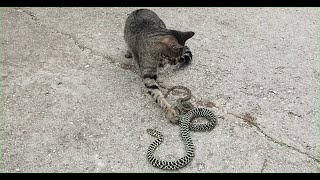 My cat playing with a snake [upl. by Leigh]