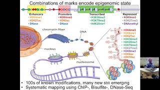 MIT CompBio Lecture 08  Epigenomics [upl. by Enelrahs]