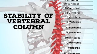 Stability of vertebral column [upl. by Nnahaid]