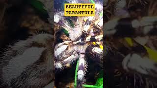 🕸💯💛💯🕸INDIAN ORNAMENTAL TARANTULA💯FRESH MOLTED💯 tarantula molting beauty nature [upl. by Amoihc]