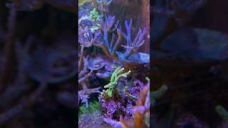 SPS corals in High Nitrate water [upl. by Ettener]