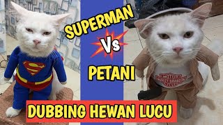 KUMPULAN VIDEO KUCING LUCU BIKIN NGAKAK [upl. by Jonina]