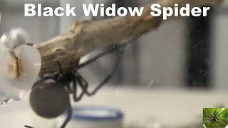 Black Widow Spider in New Spider Habitat from Amazon [upl. by Makell464]