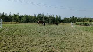 Leeloo and Juniper Grazing [upl. by Ahsenom387]