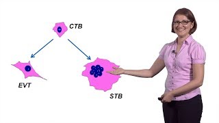 Mana Parast UCSD 2 Modeling Placental Development [upl. by Aihsiym825]