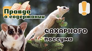 20 вещей которые надо знать о САХАРНЫХ ПОССУМАХ прежде чем завести НЕ БЕЛКАЛЕТЯГА [upl. by Aizatsana675]