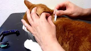 How to administer a SpotOn Flea Treatment to your cat [upl. by Bal]