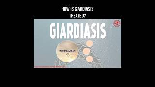 How is giardiasis treated giardia giardiasis parasite helminth [upl. by Salohcin653]