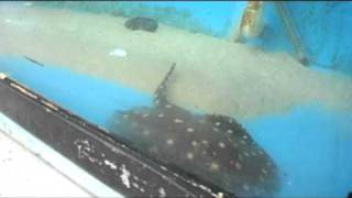 Pittsburgh Zoo and PPG Aquarium Part 1 [upl. by Mccarty26]