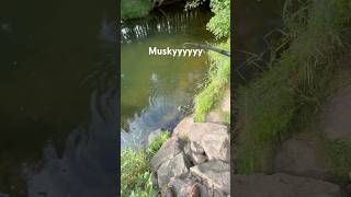 I hooked into this fish with a light set up😧😳fishing muskyfishing musky [upl. by Atiluap]