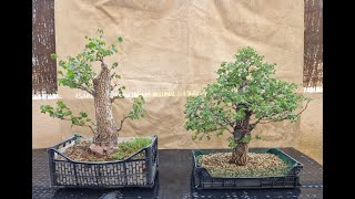 Prebonsai de Ulmus minor Stoneheart y Escobon a 03042023 [upl. by Concoff]