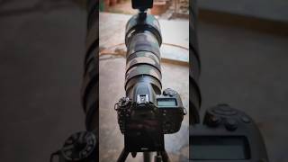 Nikon D7500 with GoPro 10 Mounted on Hood  All set for backyard bird photography wildlife nikon [upl. by Gregoor]