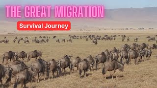 The Great Migration Survival Journey in Predator Land  Super Animal Valor [upl. by Montague]