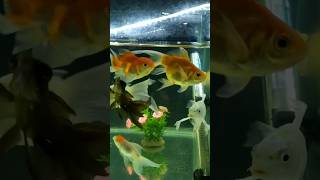 aquarium goldfish butterfly koi orandagoldfish blackgold recap trending shorts telugu [upl. by Ingemar]