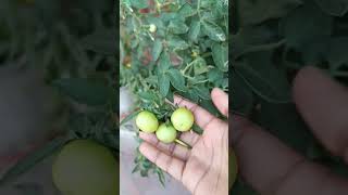 Ripening Tomatoes🍅GardeningGardentomatoes [upl. by Saxena]