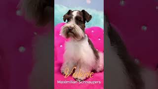 Gorgeous Schnauzer Puppy Valerie [upl. by Ahsael967]