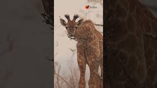 Knobbly knees big eyes and long lashes Awww 🦒 wildlife africansafari cuteanimals babyanimals [upl. by Aneret]