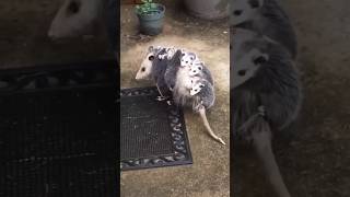 The cat adopted the baby possums 🦡  cute wildlife possums youtube4animal cat tiktok4animal [upl. by Soalokin482]