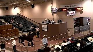 Triple Crown  Ruidoso Downs Live Stream  Night 1 NM Bred Sale Hips 1114 [upl. by Poppy708]