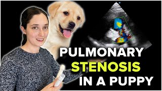 Veterinary Echocardiography Pulmonary Stenosis in a Puppy [upl. by Elliot]