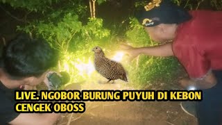 LIVE CARI BURUNG PUYUH DI MALAM HARI DI KEBUN CABE RAWIT [upl. by Debor]