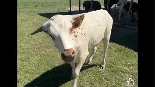 Longhorn Lesters is live at JL Ranch [upl. by Crim944]