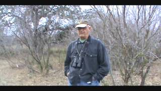 Texas Late season deer hunt Zavala County [upl. by Lewison]