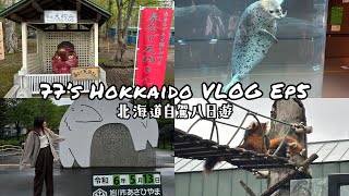 【77’s Hokkaido VLOG】Ep5｜五月北海道自駕八日遊｜小樽天狗山神社👺｜旭山動物園看企鵝北極熊、小熊貓｜旭川住宿AMANEK Hotel近旭川車站 [upl. by Gilbart520]