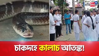 Residents of Chakdah afraid of snakes in locality  Sangbad Pratidin [upl. by Wager239]