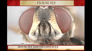 HOUSE FLY and its LIFE CYCLE [upl. by Landing]