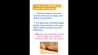 6 steps to care for your dog’s wound after spay surgery🐶😉 [upl. by Ariuqahs]