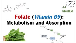 Folate Vitamin B9 Why we need it dietary sources and how we absorb and metabolize it [upl. by Sutherlan254]