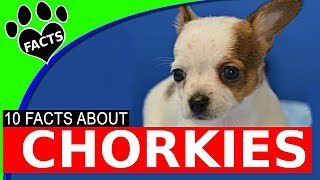 10 Fascinating Facts About Chorkies  Chihuahua Yorkie Mix Dog Breed [upl. by Madanhoj]