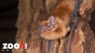 Zoo Zürich Naturschutz Fledermäuse [upl. by Erfert]